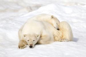 Russland | Tschukotka - Wrangel Island – Zur „Arche Noah der Arktis“